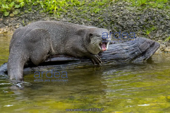 : Smooth-coated otter (Lutrogale perspicillata) (Lutra : Smooth-coated otter (Lutrogale perspicillata) (Lutra