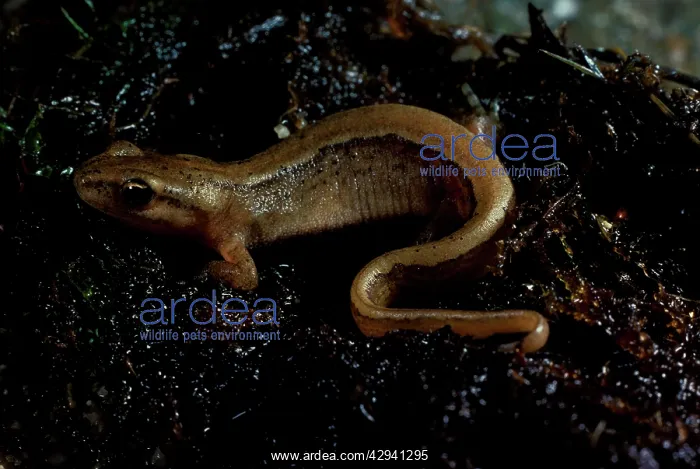 : Smooth or Common newt. Grows to about 10 cm or 4 ins : Smooth or Common newt. Grows to about 10 cm or 4 ins