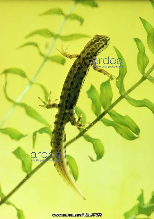 : Smooth / Common NEWT - male : Smooth / Common NEWT - male