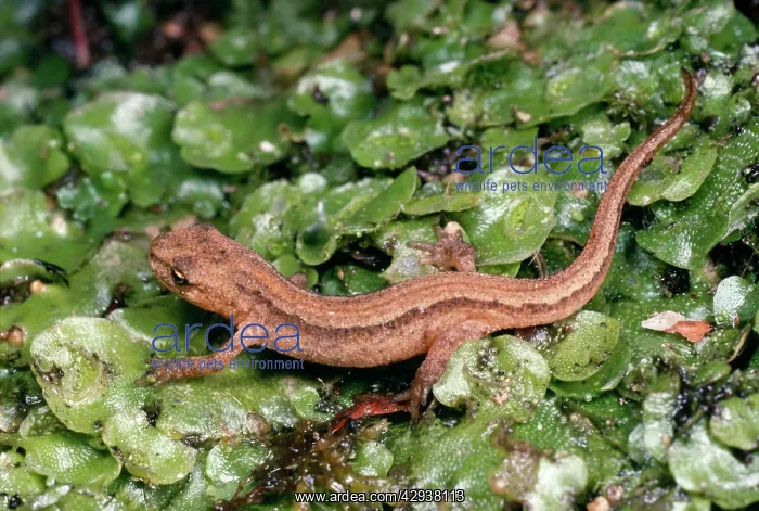 : Smooth / Common NEWT - young newt on liverwort : Smooth / Common NEWT - young newt on liverwort