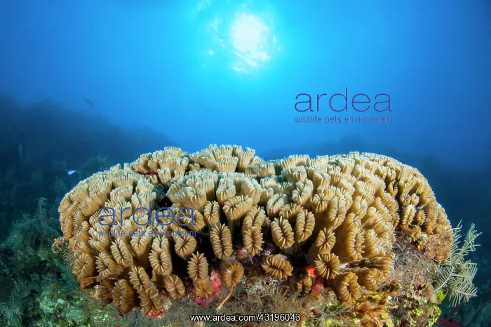 : Smooth flower coral (Eusmilia fastigiata) in the : Smooth flower coral (Eusmilia fastigiata) in the