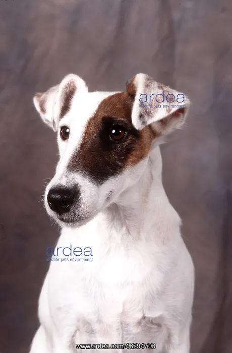 : Smooth Fox Terrier Hound DOG : Smooth Fox Terrier Hound DOG