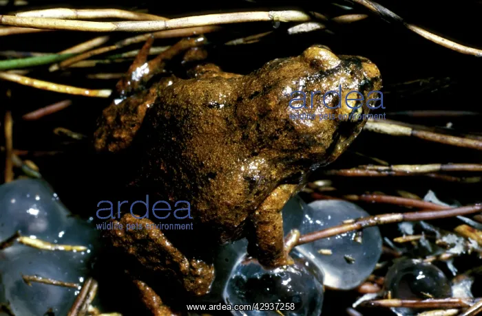 : Smooth froglet - with the large eggs that it lays : Smooth froglet - with the large eggs that it lays