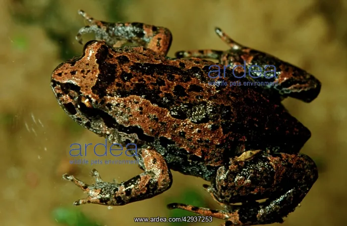 : Smooth froglet - a small frog that lays large eggs : Smooth froglet - a small frog that lays large eggs