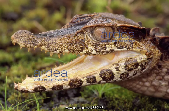 : Smooth Fronted CAIMAN : Smooth Fronted CAIMAN