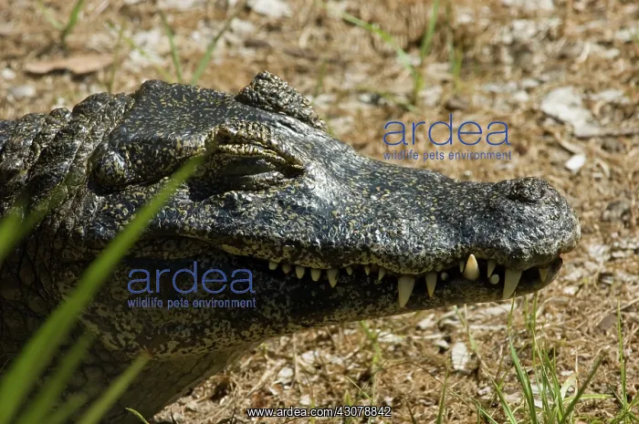 : Smooth-fronted Caiman : Smooth-fronted Caiman