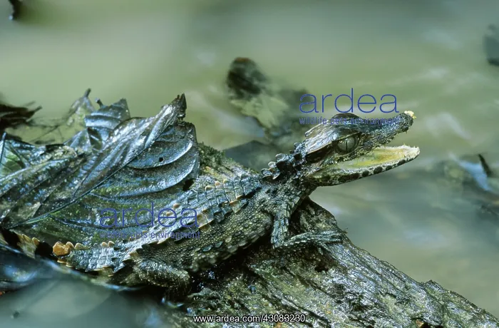  : Smooth-fronted Caiman