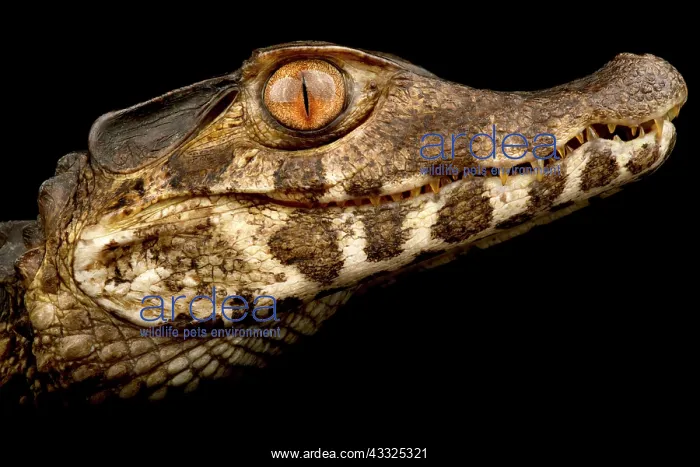 : Smooth-fronted caiman (Paleosuchus trigonatus) ( : Smooth-fronted caiman (Paleosuchus trigonatus) (