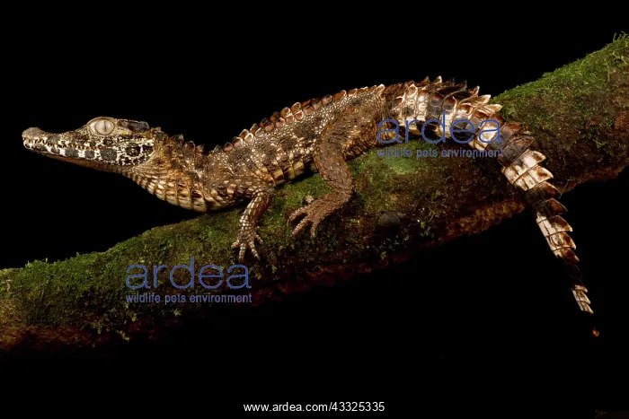 : Smooth-fronted caiman (Paleosuchus trigonatus) : Smooth-fronted caiman (Paleosuchus trigonatus)