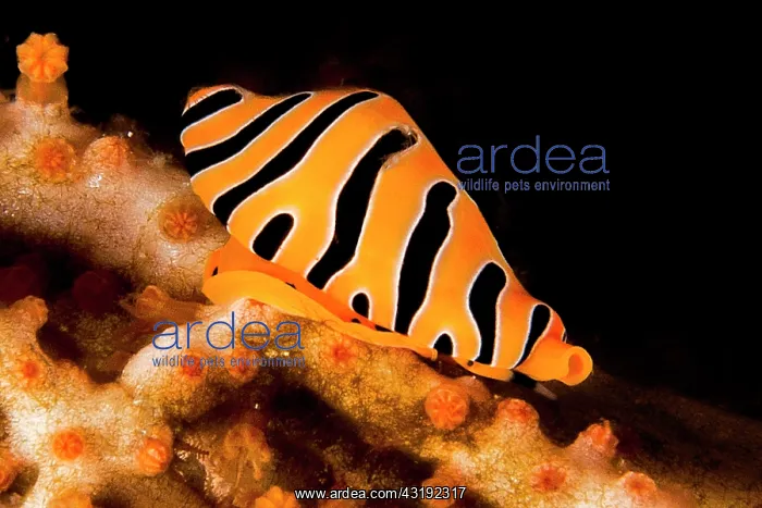 : Smooth gorgonien (Euplexaura sp) on Sea Fan (Euplexaura : Smooth gorgonien (Euplexaura sp) on Sea Fan (Euplexaura