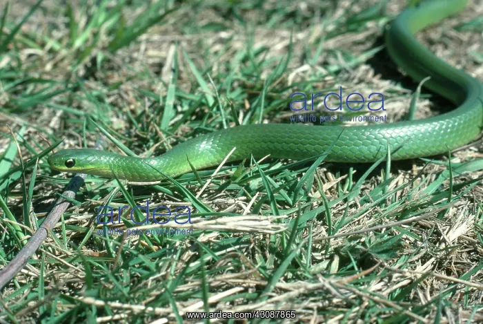  : Smooth Green Snake