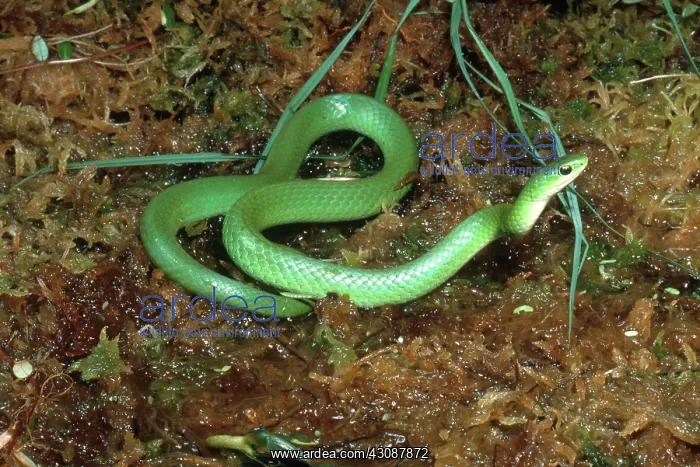  : Smooth Green Snake