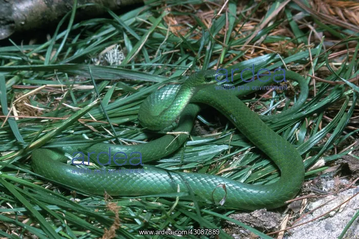 : Smooth Green Snake : Smooth Green Snake