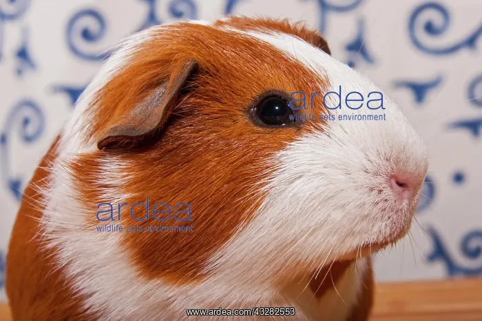 : Smooth Guinea Pig : Smooth Guinea Pig