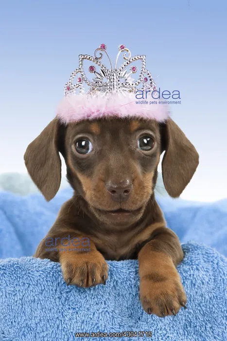 : Smooth haired dachshund Dog, puppy looking over : Smooth haired dachshund Dog, puppy looking over
