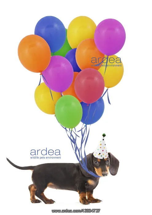 : Smooth-haired Dachshund / Teckel Also known as : Smooth-haired Dachshund / Teckel Also known as