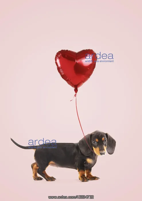 : Smooth-haired Dachshund / Teckel Also known as : Smooth-haired Dachshund / Teckel Also known as