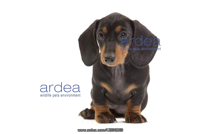 : Smooth-haired Dachshund / Teckel - puppy in studio : Smooth-haired Dachshund / Teckel - puppy in studio
