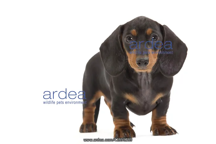 : Smooth-haired Dachshund / Teckel - puppy in studio : Smooth-haired Dachshund / Teckel - puppy in studio
