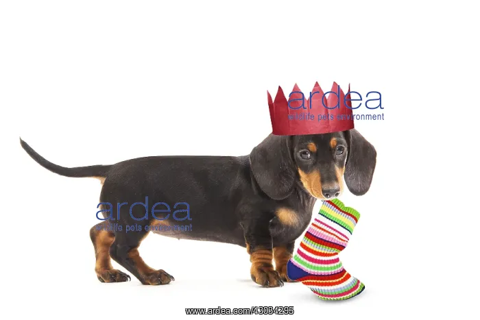 : Smooth-haired Dachshund / Teckel - puppy wearing : Smooth-haired Dachshund / Teckel - puppy wearing