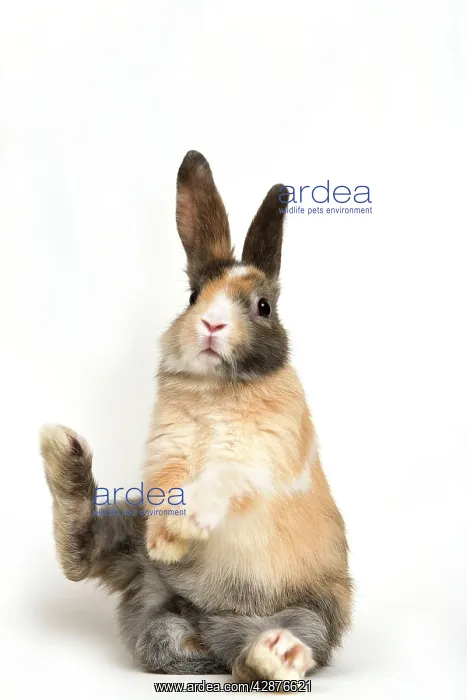  : Smooth-haired Dwarf Rabbit