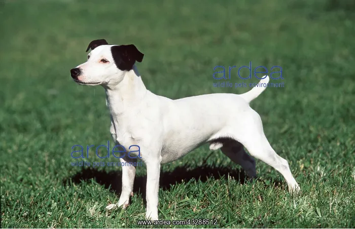 : Smooth-haired JACK RUSSEL TERRIER DOG - standing : Smooth-haired JACK RUSSEL TERRIER DOG - standing