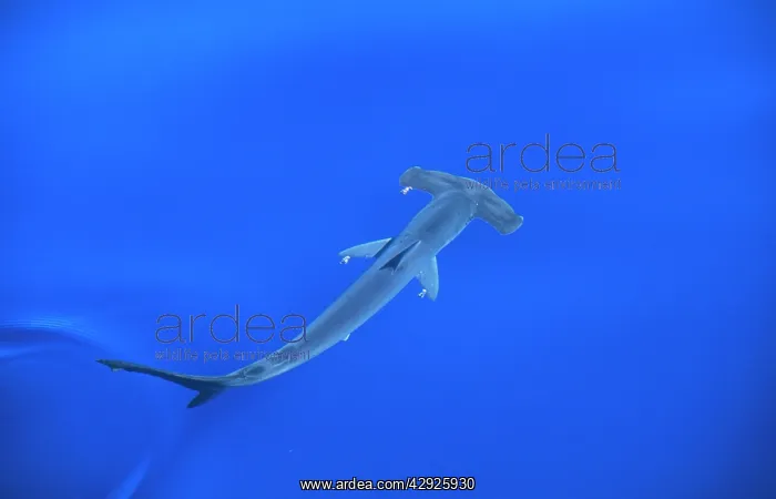: Smooth Hammerhead SHARK - from above : Smooth Hammerhead SHARK - from above