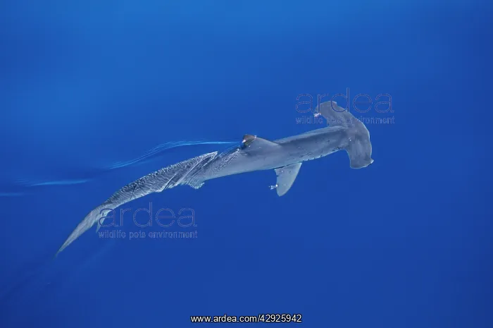  : SMOOTH HAMMERHEAD SHARK - FROM ABOVE
