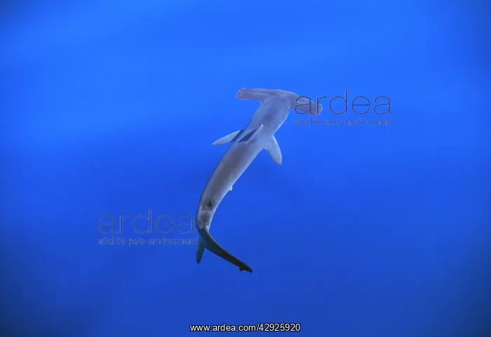 : Smooth Hammerhead Shark - underwater : Smooth Hammerhead Shark - underwater