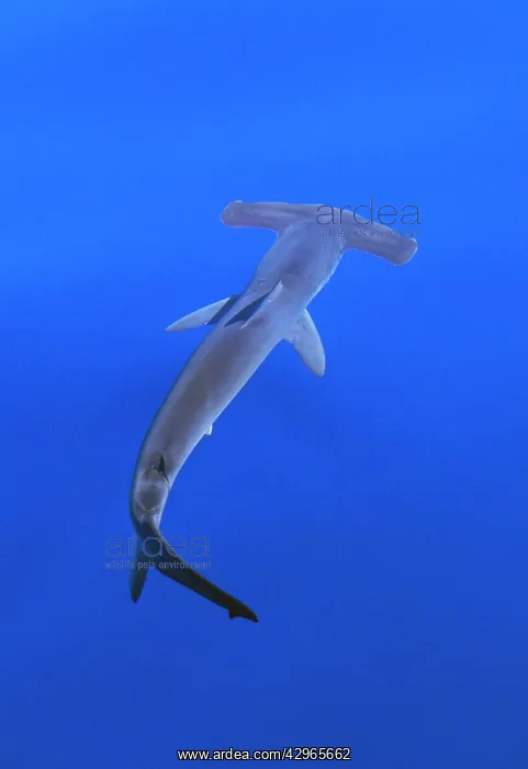 : Smooth Hammerhead Shark - underwater : Smooth Hammerhead Shark - underwater