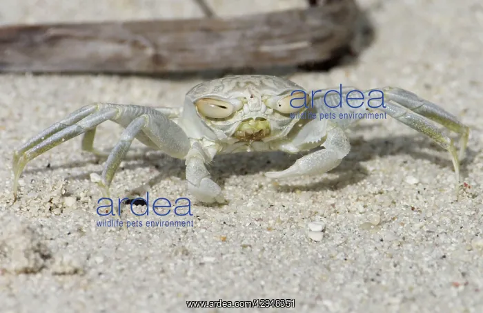 : Smooth-handed Ghost Crab with horizontal eyes : Smooth-handed Ghost Crab with horizontal eyes