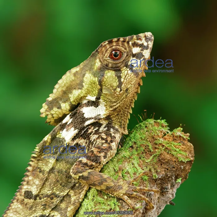 : Smooth helmeted iguana (Corytophanes cristatus) : Smooth helmeted iguana (Corytophanes cristatus)