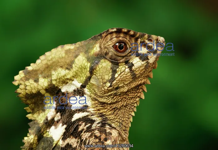 : Smooth helmeted iguana (Corytophanes cristatus) : Smooth helmeted iguana (Corytophanes cristatus)