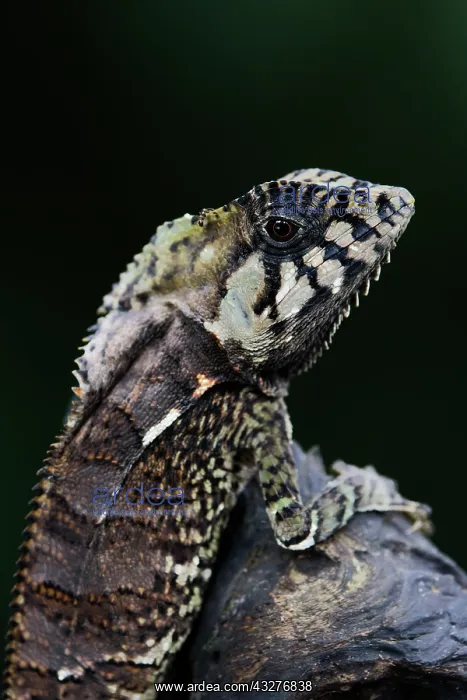 : Smooth Helmeted Iguana Corytophanes cristatus Sarapiqui, Cos : Smooth Helmeted Iguana Corytophanes cristatus Sarapiqui, Cos