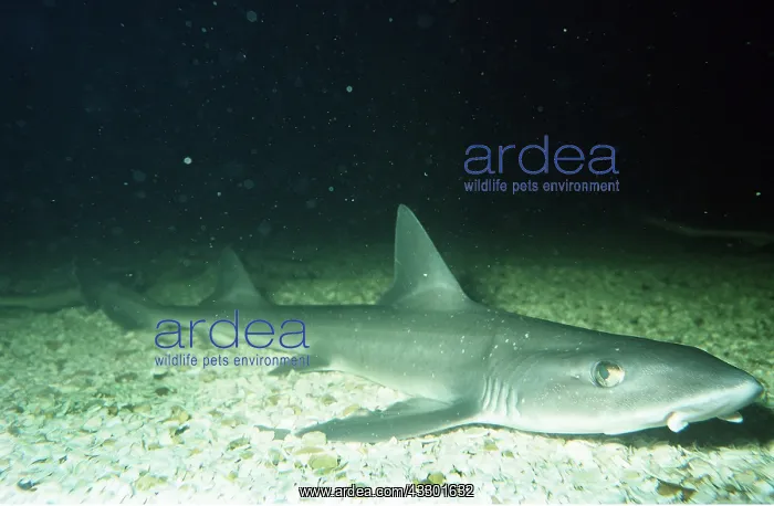 : SMOOTH HOUND DOGFISH : SMOOTH HOUND DOGFISH