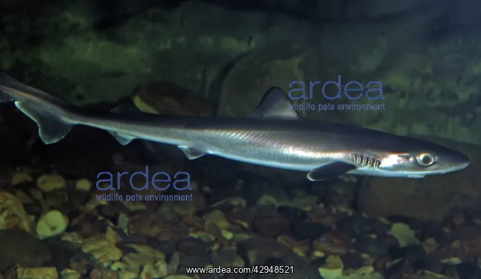 : Smooth Hound Dogfish (juvenile) : Smooth Hound Dogfish (juvenile)