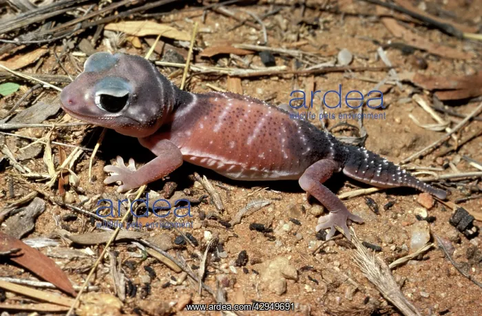 : Smooth knob-tail Gecko : Smooth knob-tail Gecko
