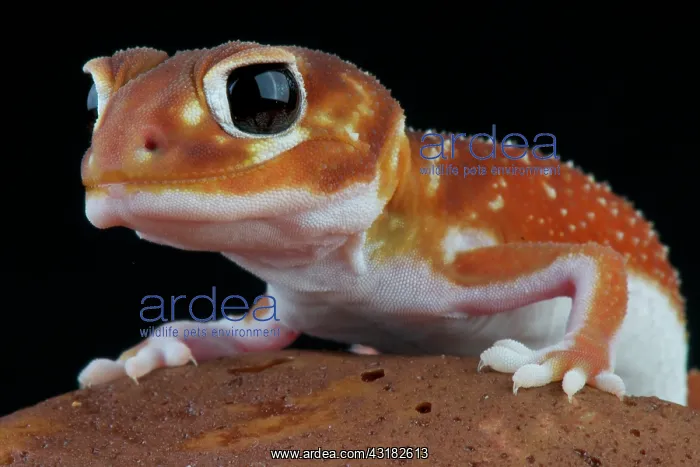: Smooth knob-tailed gecko (Nephrurus levis), Australia : Smooth knob-tailed gecko (Nephrurus levis), Australia