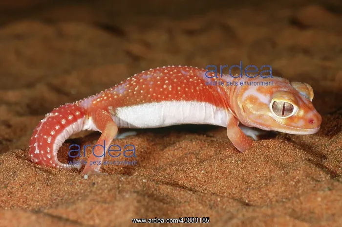: Smooth Knobtailed Gecko (Nephrurus laevis) : Smooth Knobtailed Gecko (Nephrurus laevis)