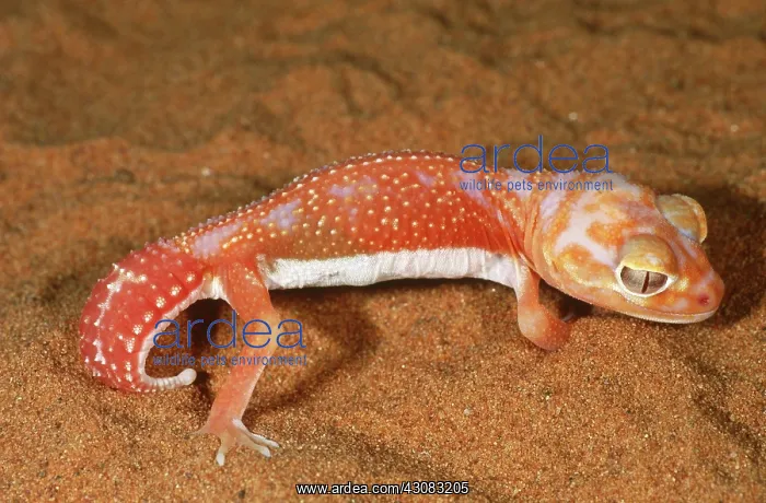 : Smooth Knobtailed Gecko (Nephrurus laevis) : Smooth Knobtailed Gecko (Nephrurus laevis)