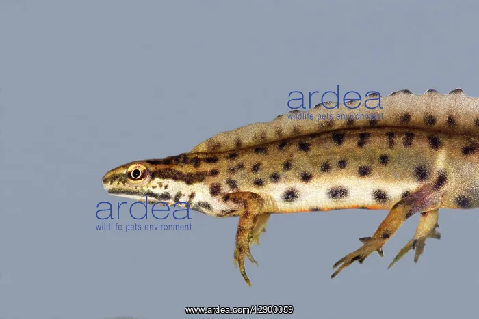 : Smooth newt : Smooth newt