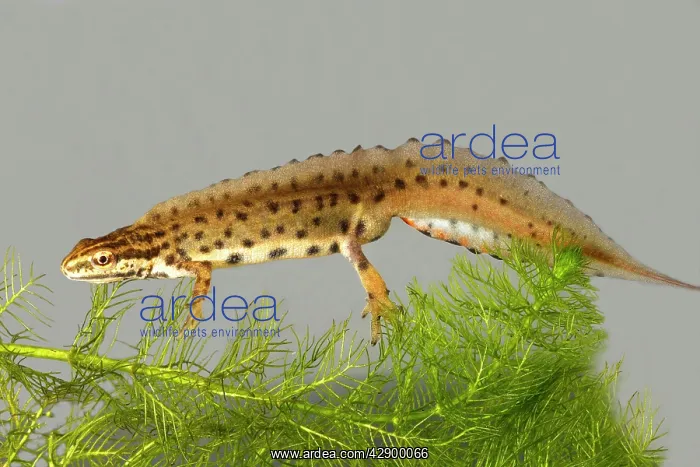  : Smooth newt