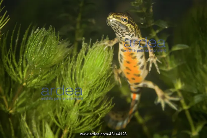 : Smooth newt : Smooth newt