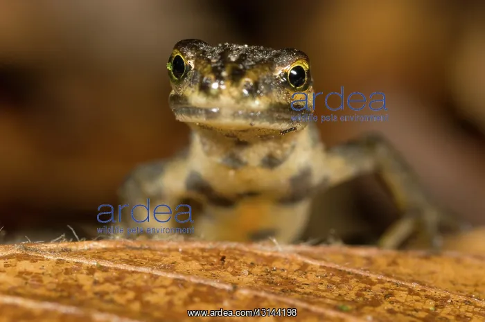 : Smooth newt : Smooth newt
