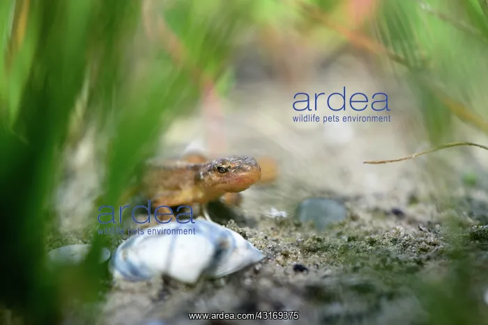: Smooth Newt : Smooth Newt