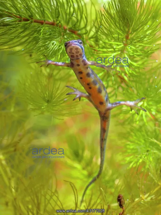 : Smooth Newt : Smooth Newt