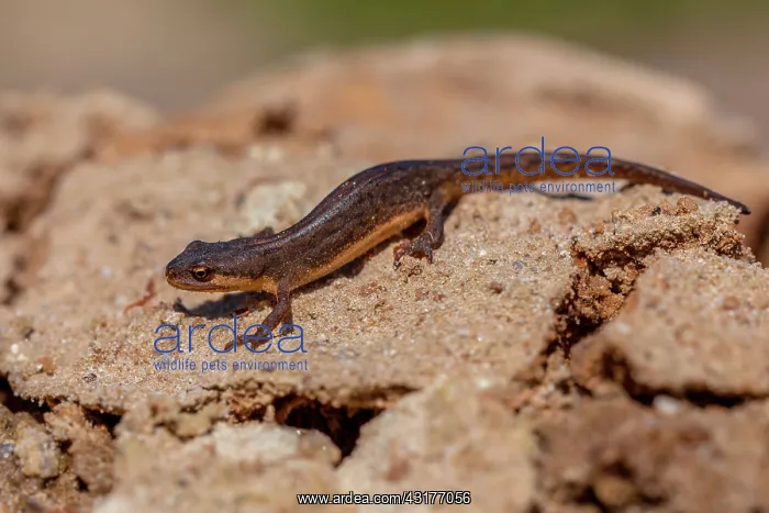 : Smooth Newt : Smooth Newt