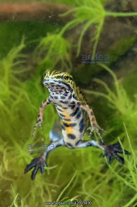 : Smooth Newt - breeding male : Smooth Newt - breeding male