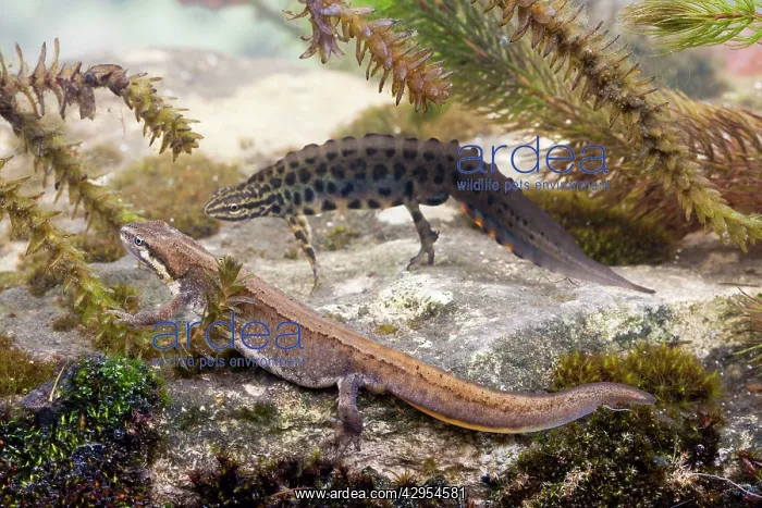 : Smooth Newt - Female in the foreground with a male : Smooth Newt - Female in the foreground with a male