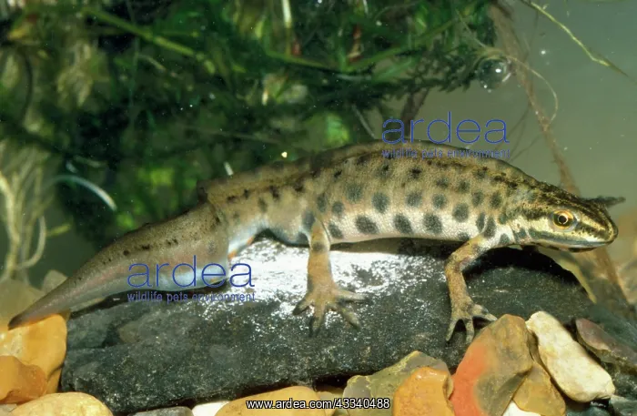 : Smooth Newt - male : Smooth Newt - male